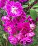 Purple Skyliner rose photo