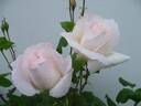 Blanc Queen Elizabeth rose photo