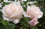Blanc Queen Elizabeth rose photo