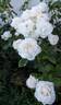 Blanc Queen Elizabeth rose photo