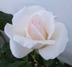 Blanc Queen Elizabeth rose photo