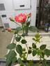 Carefree Caroline™ rose photo