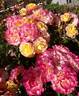 LandLust rose photo