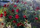 Roundelay rose photo