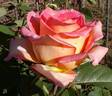 Fantasia Mondiale ® rose photo
