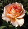 Fantasia Mondiale ® rose photo