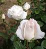 White Queen Elizabeth rose photo