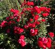 Planten un Blomen rose photo
