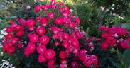 Planten un Blomen rose photo