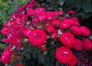 Planten un Blomen rose photo