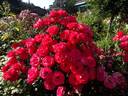 Planten un Blomen rose photo