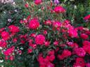 Planten un Blomen rose photo