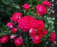 Planten un Blomen rose photo
