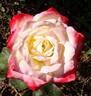 Empress Farah rose photo