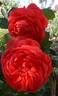 Summer Song rose photo