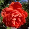 Summer Song rose photo