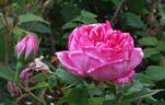Gilberte Dessac de Montmartre rose photo