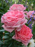 La Rose de Molinard ® rose photo