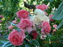 La Rose de Molinard ® rose photo