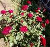 Roundelay rose photo