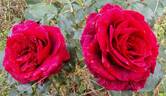 Roundelay rose photo