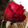 Roundelay rose photo