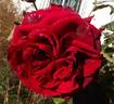 Roundelay rose photo