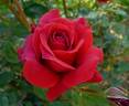 Roundelay rose photo