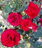 Roundelay rose photo