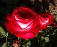 Planten un Blomen rose photo