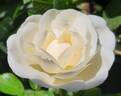 Innocencia Vigorosa ™ rose photo
