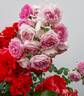 Climbing Jasmina rose photo