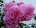 Climbing Jasmina rose photo
