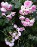Climbing Jasmina rose photo