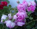 Climbing Jasmina rose photo