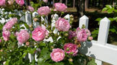 Climbing Jasmina rose photo
