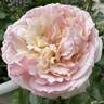 Herkules rose photo