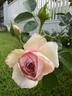 Herkules rose photo