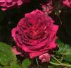 Marcel Vrignaud rose photo