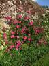 Marcel Vrignaud rose photo