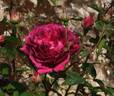 Marcel Vrignaud rose photo