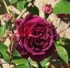 Marcel Vrignaud rose photo