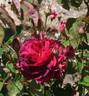 Marcel Vrignaud rose photo