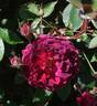 Marcel Vrignaud rose photo