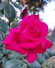 Timeless rose photo