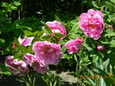 Thérèse Bugnet rose photo
