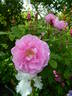 Thérèse Bugnet rose photo