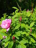 Thérèse Bugnet rose photo