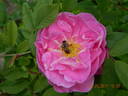 Thérèse Bugnet rose photo