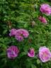 Thérèse Bugnet rose photo